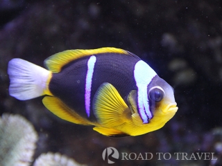 <h2>Aquarium of Genoa - Italy for Kids </h2> Aquarium of Genoa - Italy for Kids Aquarium of Genoa as main attraction for Italy trips for kids.