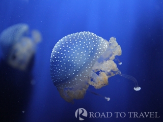<h2>Main square of Genoa </h2> Main square of Genoa View of Piazza dei Ferrari.
